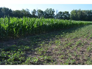 Property photo 30 - 64 Acre Farm Offered in 4 Tracts or in Combinations - Real Estate Auction